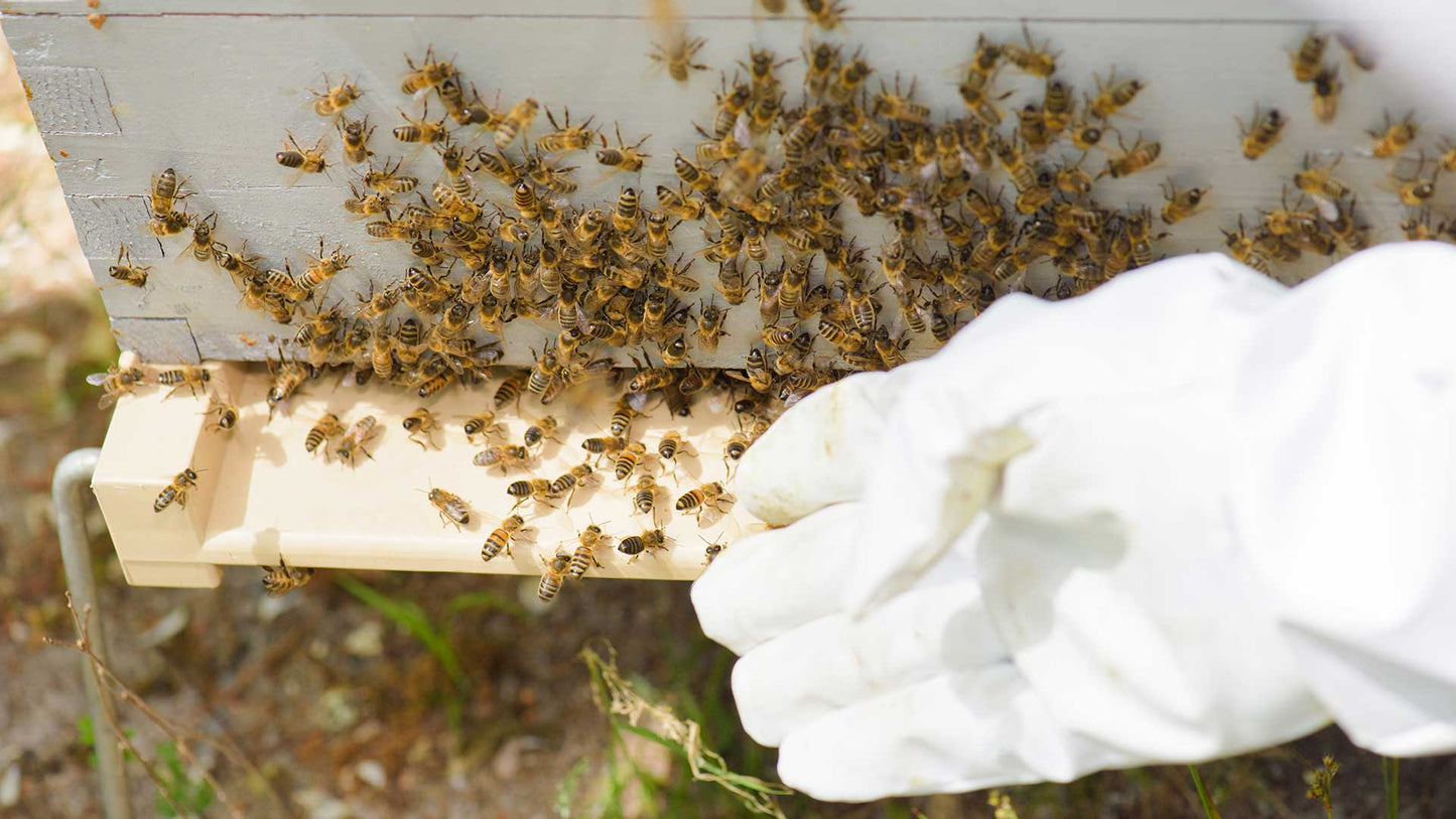High-quality beekeeping suit for protection against stings