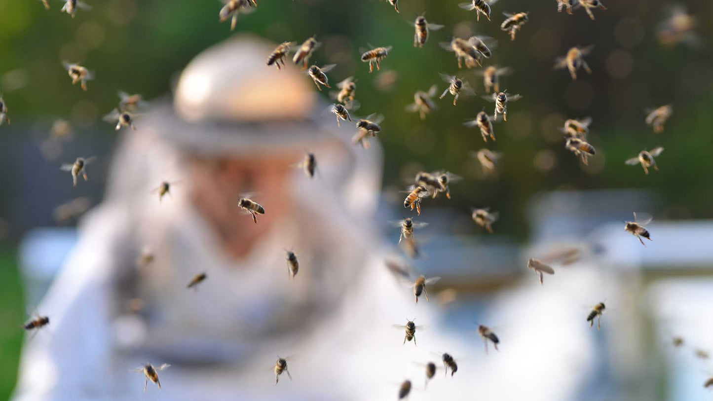 Forest Beekeeping Supply